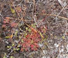 Image of spoonleaf sundew