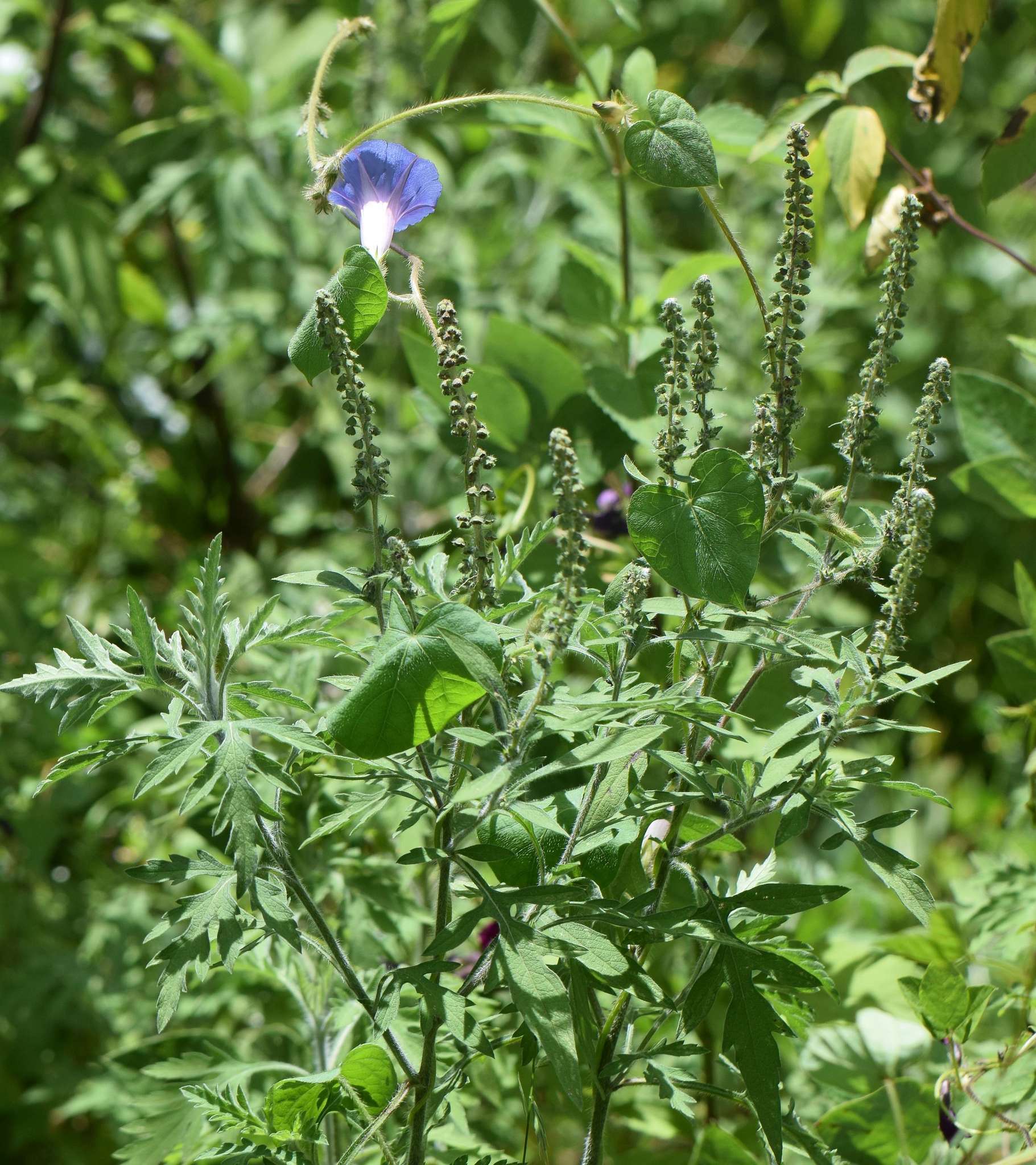 Image de Ambrosia peruviana Willd.