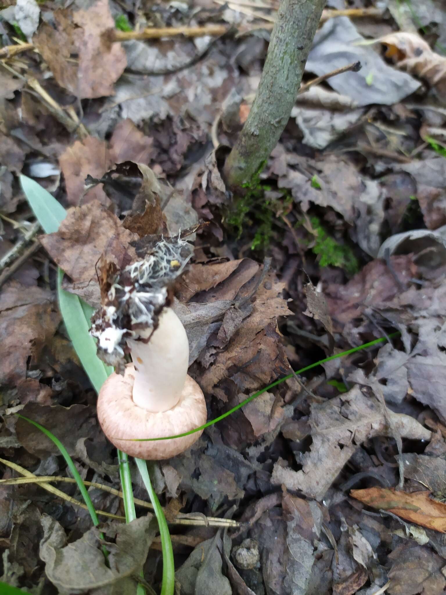 Image of Woolly Milkcap