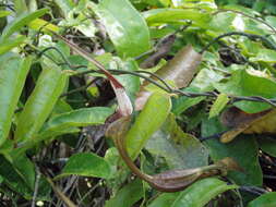 Aristolochia tonduzii O. Schmidt的圖片