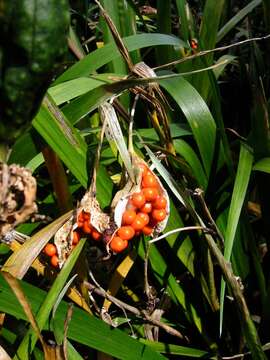 Image of stinking iris