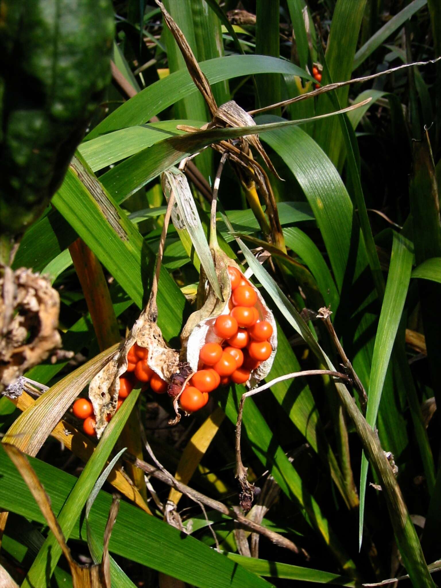 Imagem de Iris foetidissima L.