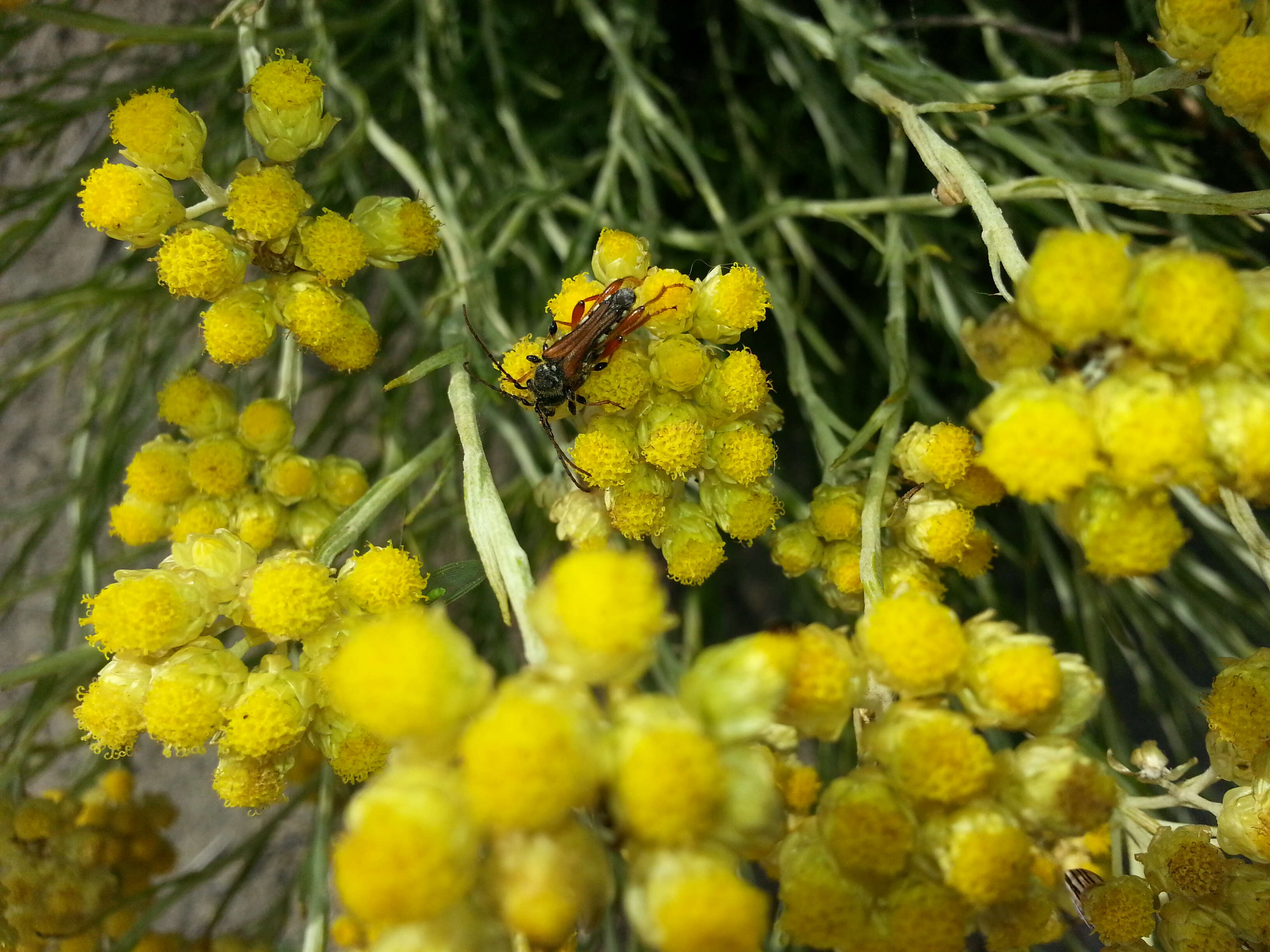 Слика од Helichrysum italicum (Roth) G. Don fil.