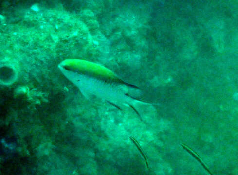 Image of Barrier reef chromis