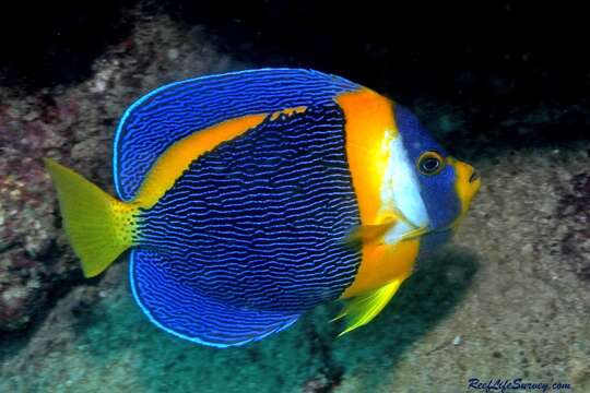 Image of Scribbled Angelfish