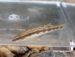 Image of Muscadine Darter