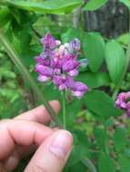 Image of Lathyrus pisiformis L.