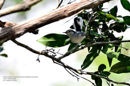 Image of White-browed Gnatcatcher