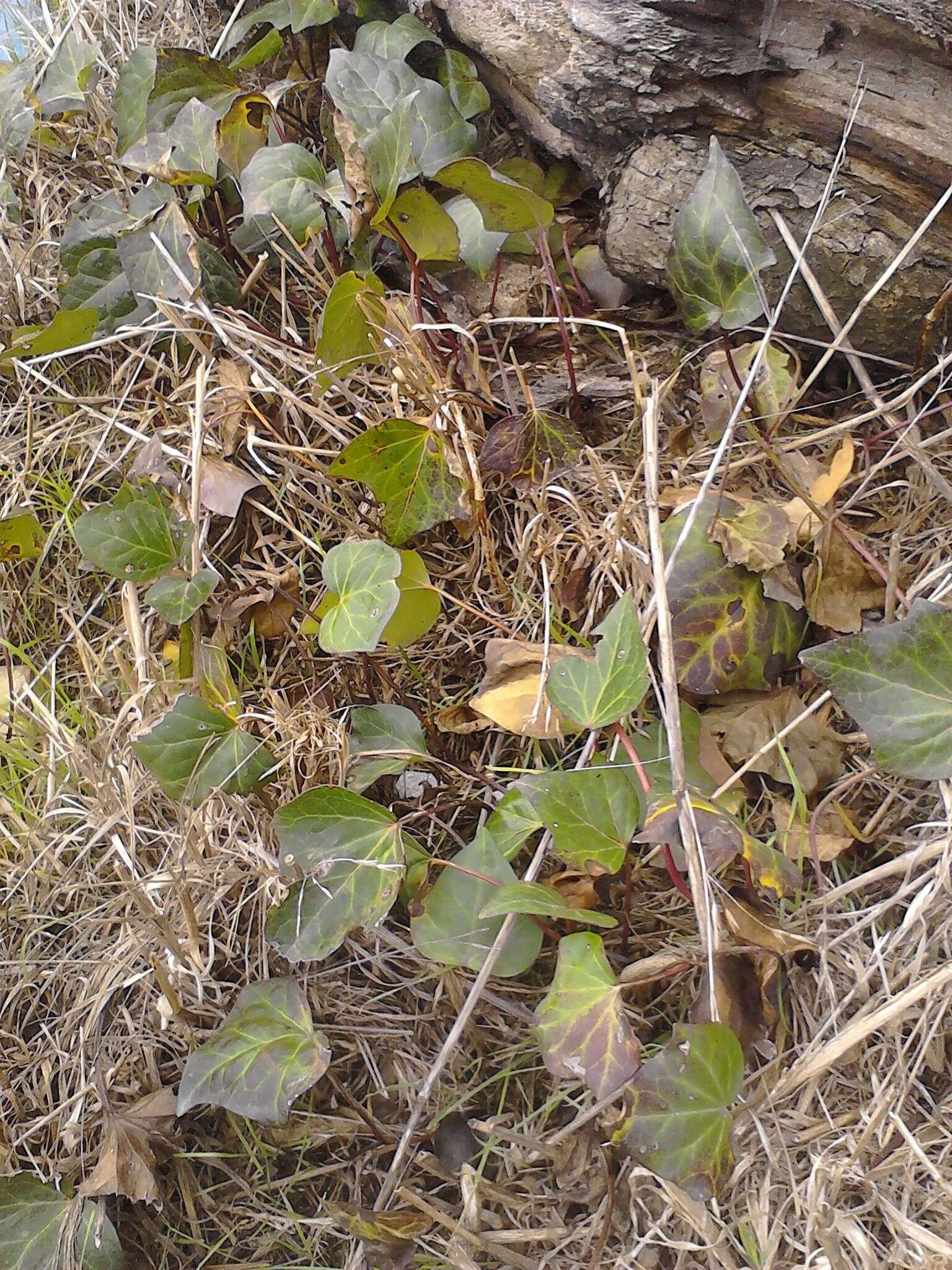 Image of Algerian ivy