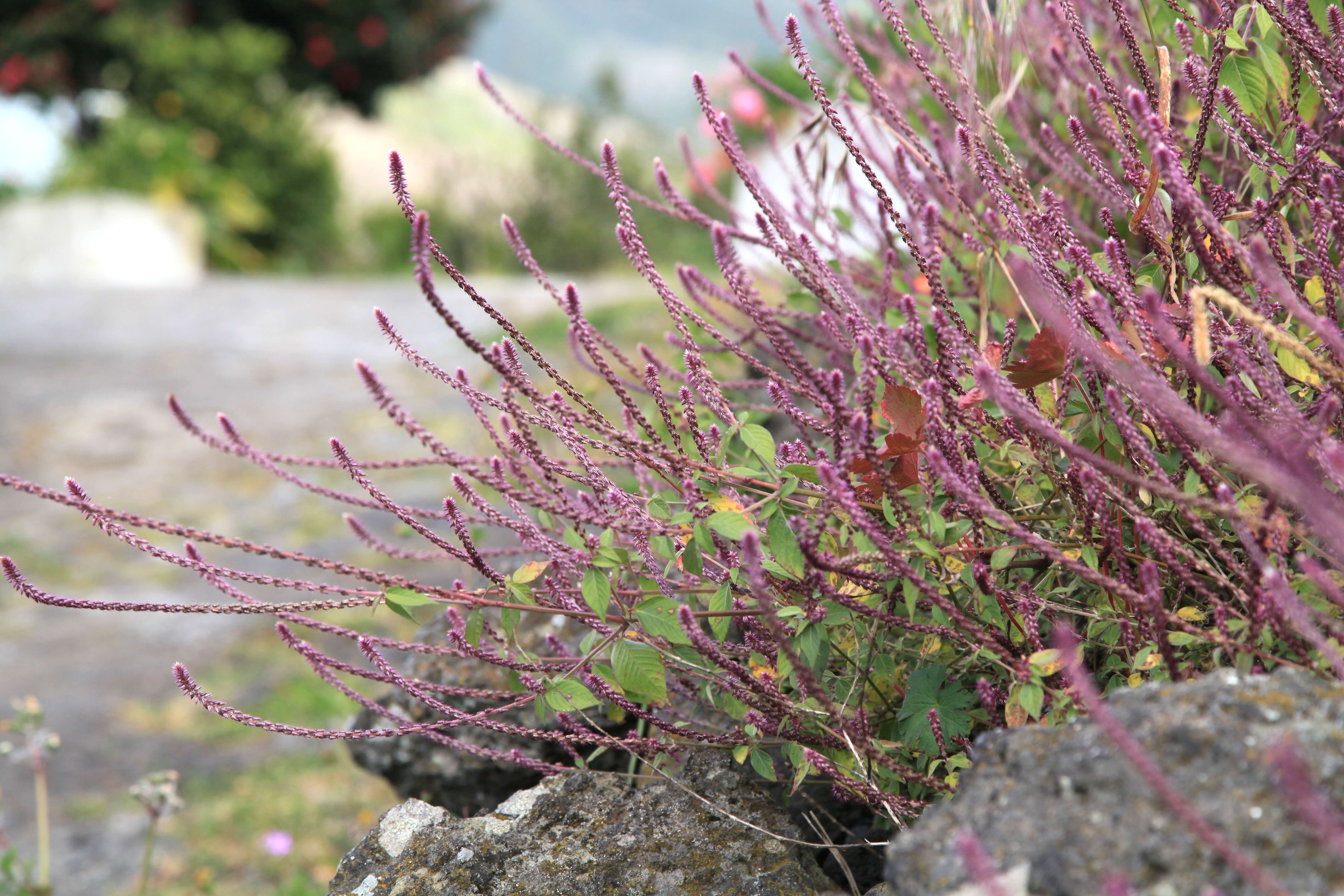 Image of Chaff-flower