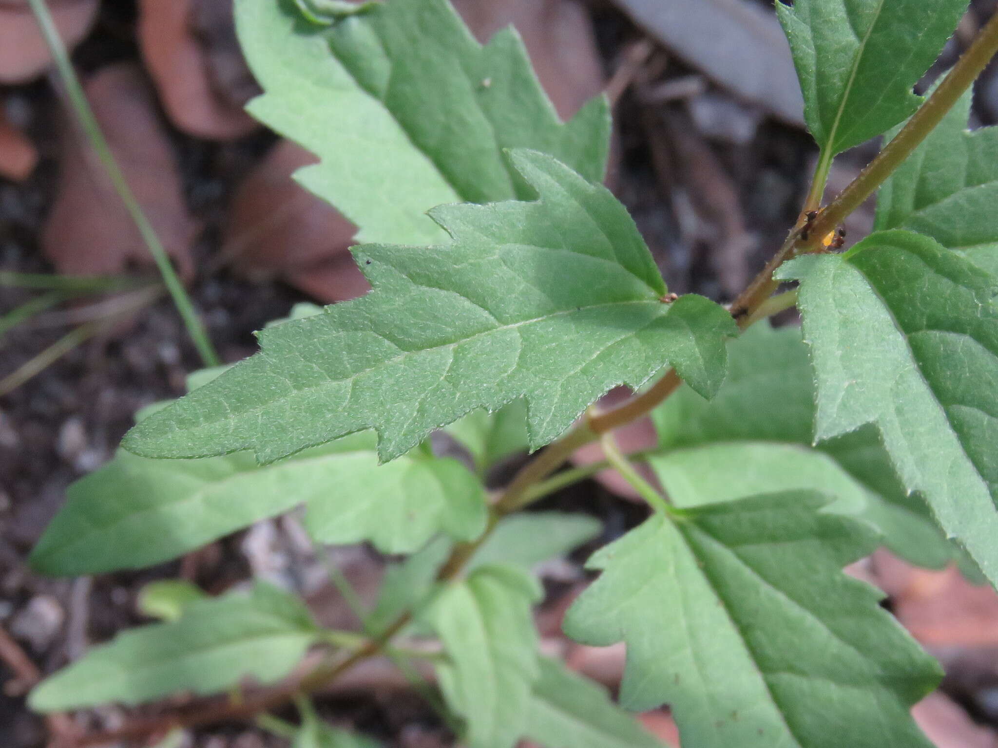 Image of mountain oxeye