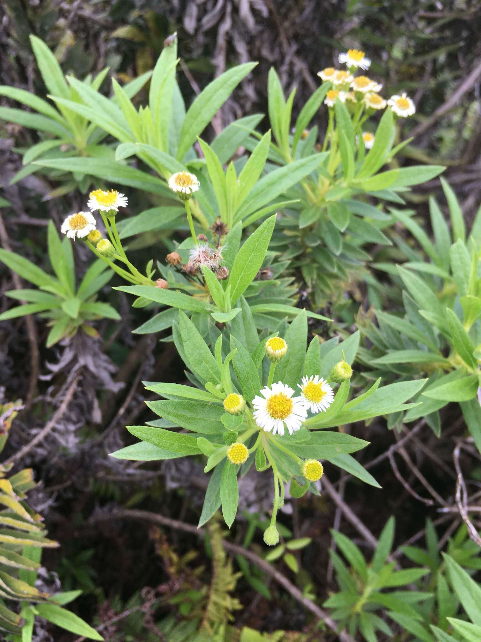 Image of Erigeron lancifolius Hook. fil.