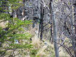 Image of South American cougar