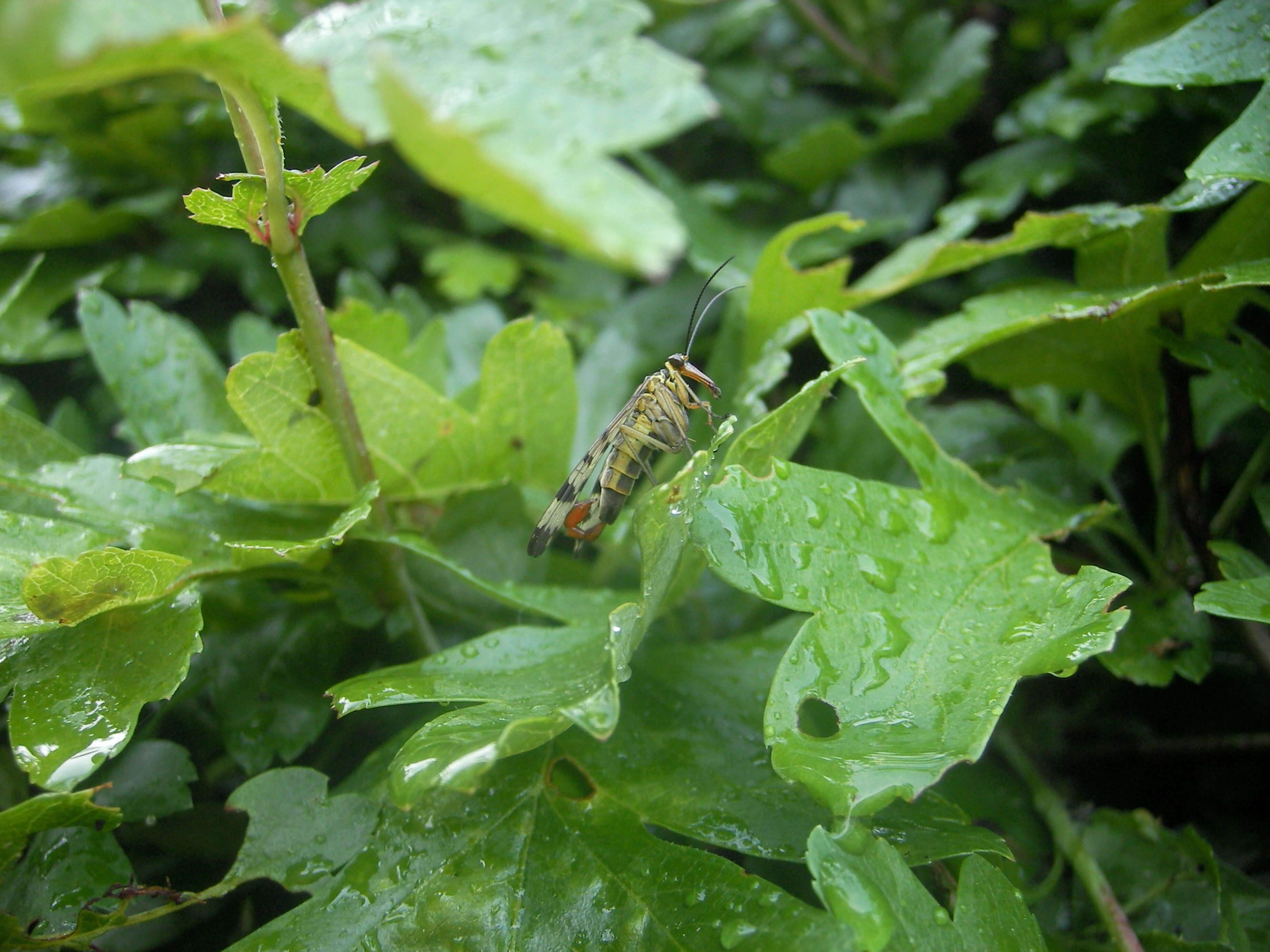 Image of Common scorpionfly