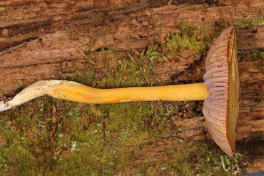 Sivun Hygrocybe purpureofolia (H. E. Bigelow) Courtec. 1989 kuva