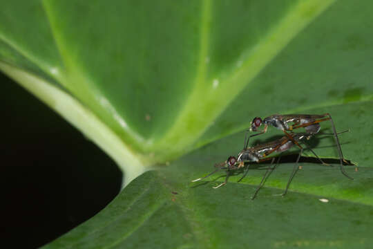 Image of stilt-legged flies