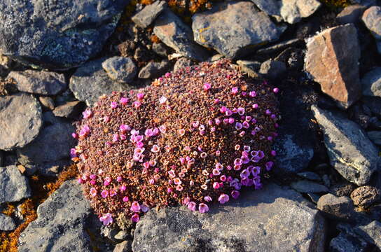 صورة Douglasia ochotensis (Willd. ex Roem. & Schult.) Hult.