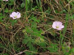 Image of Geranium holosericeum Willd. ex Spreng.