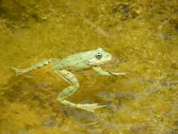 Image of Pelophylax esculentus