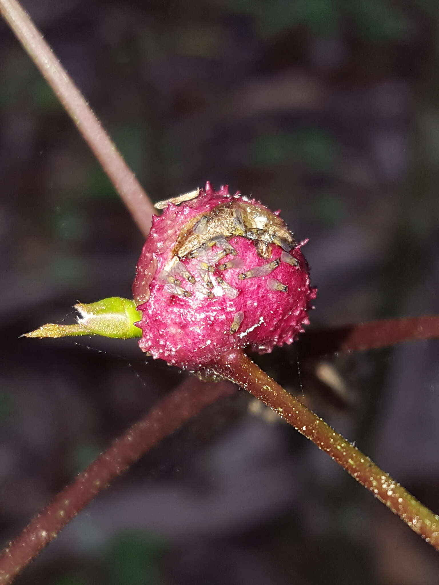 Phylloxera spinosa (Shimer 1869)的圖片