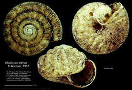 Image of Allodiscus wairua B. A. Marshall & Barker 2008