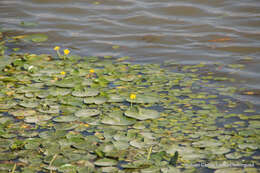 Image of Nymphoides fallax Ornduff