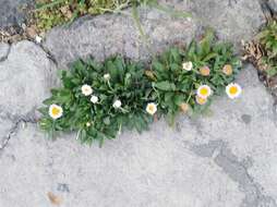 Image of Erigeron longipes DC.