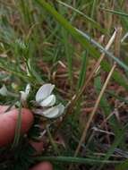 Image of smooth yellow vetch