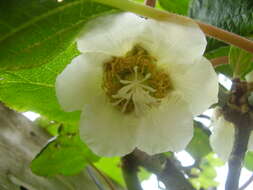 Image de Actinidia chinensis var. hispida C. F. Liang