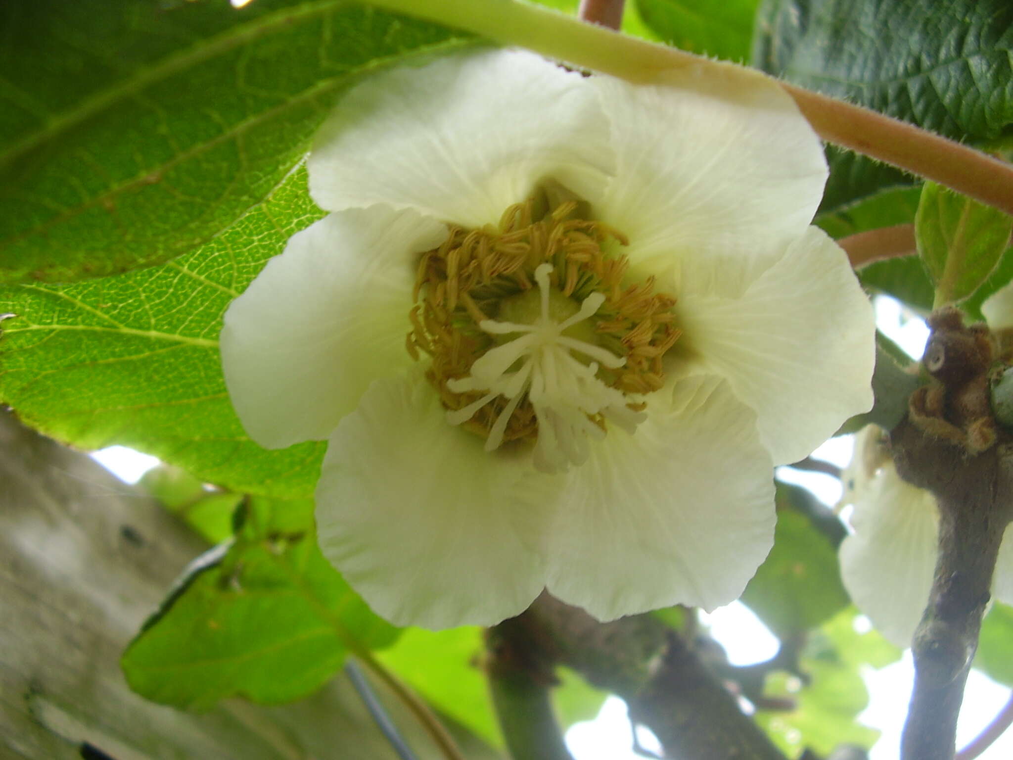 Image de Actinidia chinensis var. hispida C. F. Liang