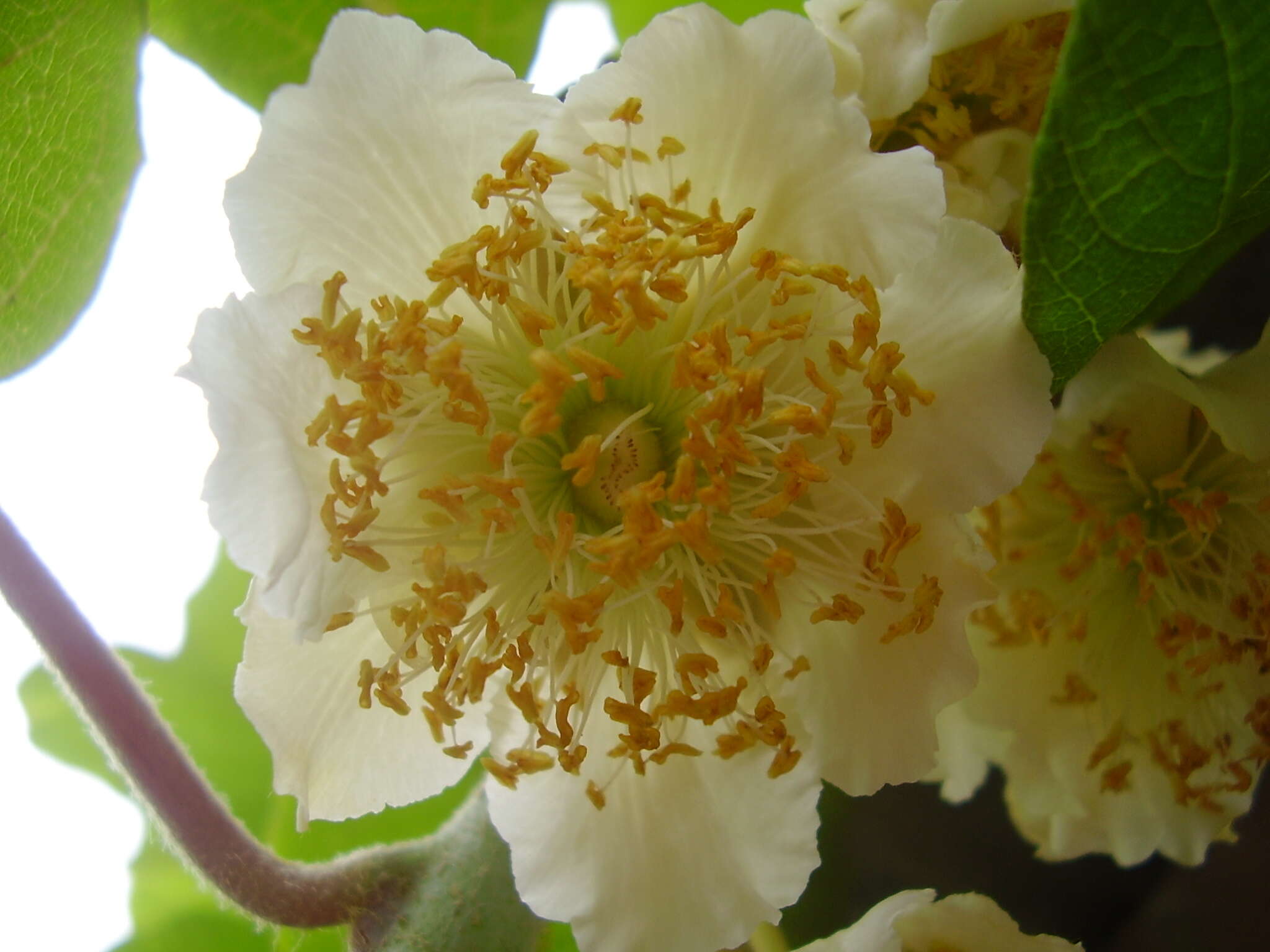 Image de Actinidia chinensis var. hispida C. F. Liang