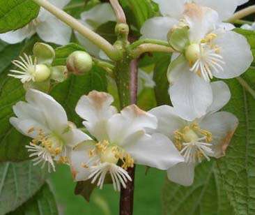 Image de Actinidia chinensis var. hispida C. F. Liang