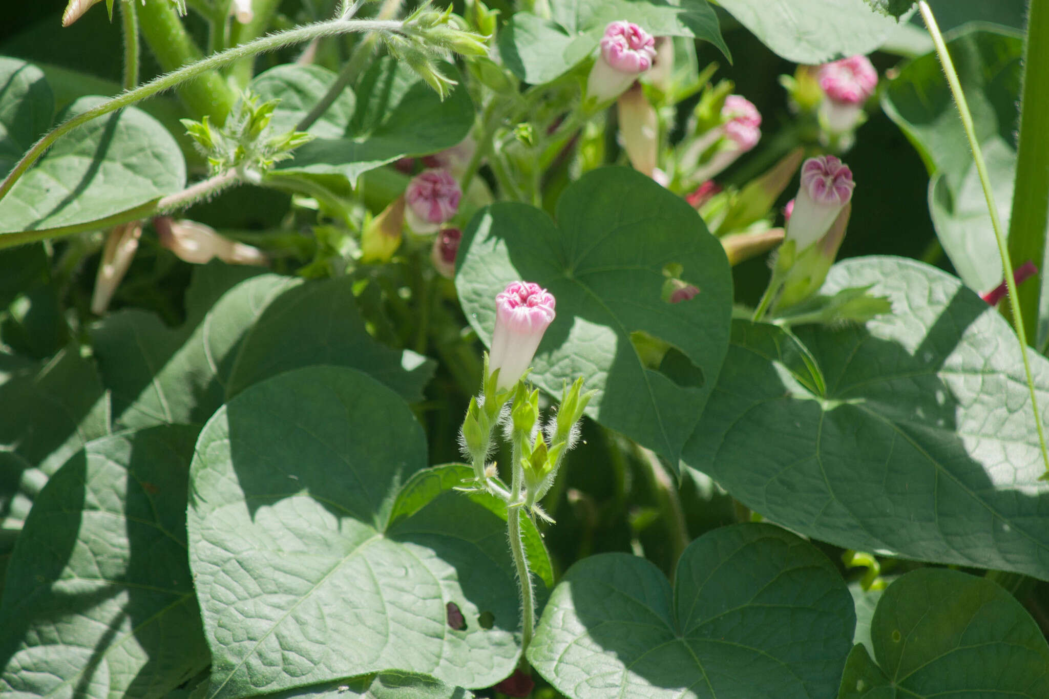 Image of tall morning-glory