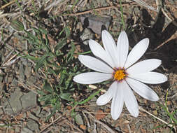 Image of White Dimorphotheca