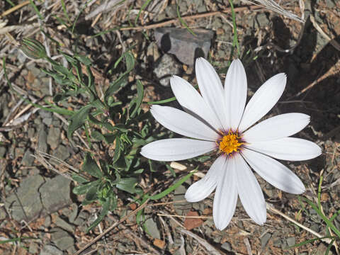 Image of White Dimorphotheca