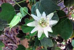 Слика од Passiflora gibertii N. E. Brown