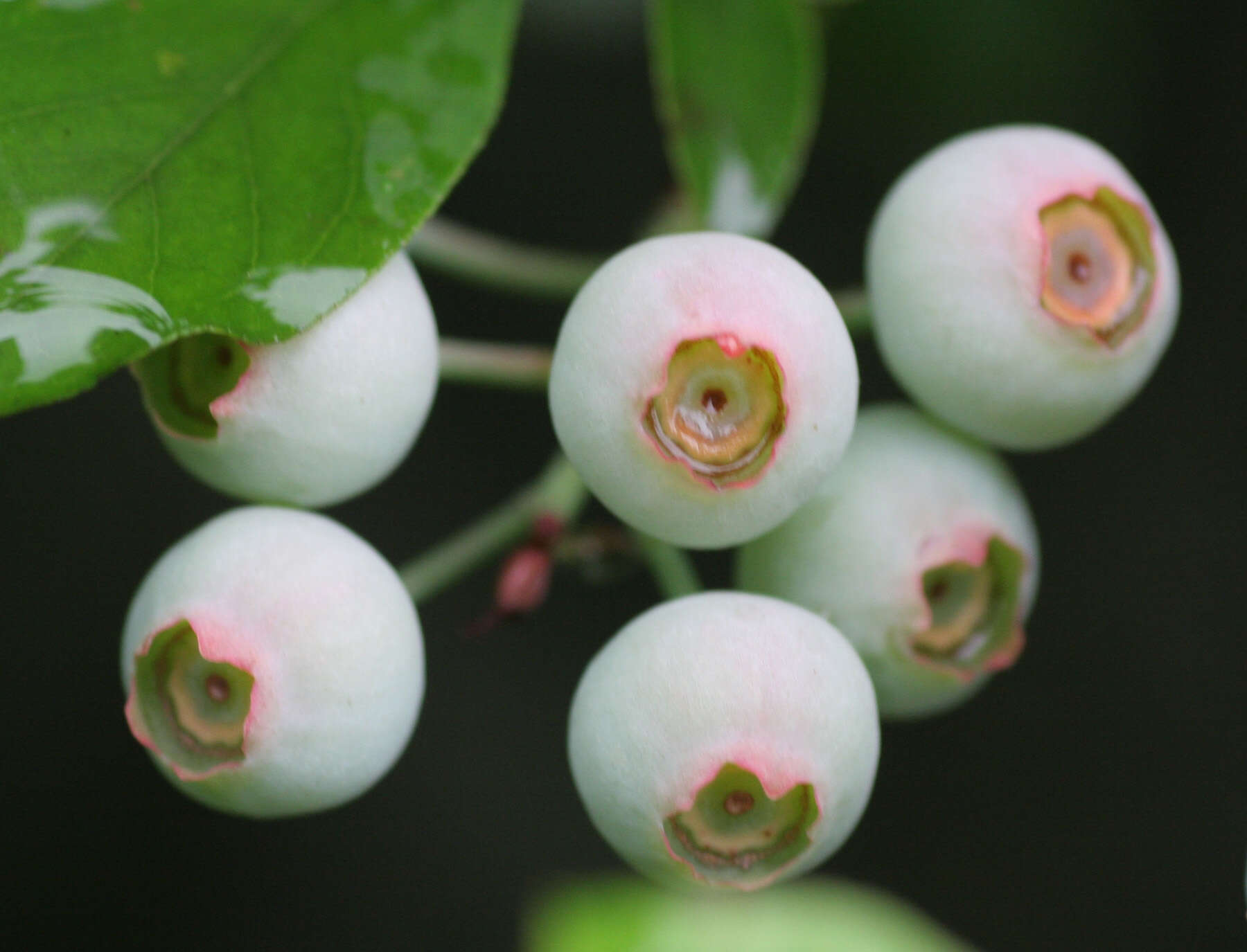 Vaccinium sect. Cyanococcus的圖片