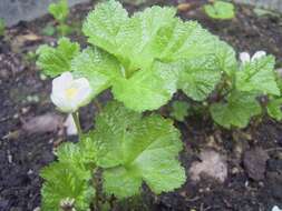 Image of cloudberry