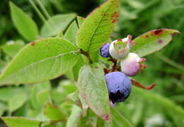 Vaccinium sect. Cyanococcus的圖片