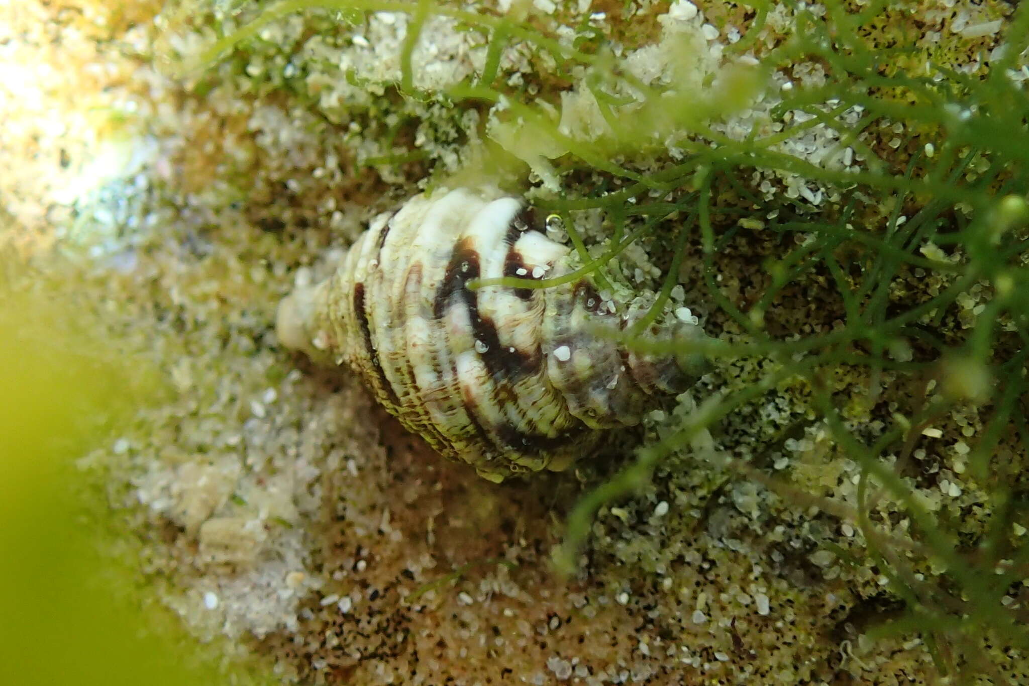 Image of common dogwhelk