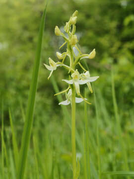 Image of lesser butterfly-orchid