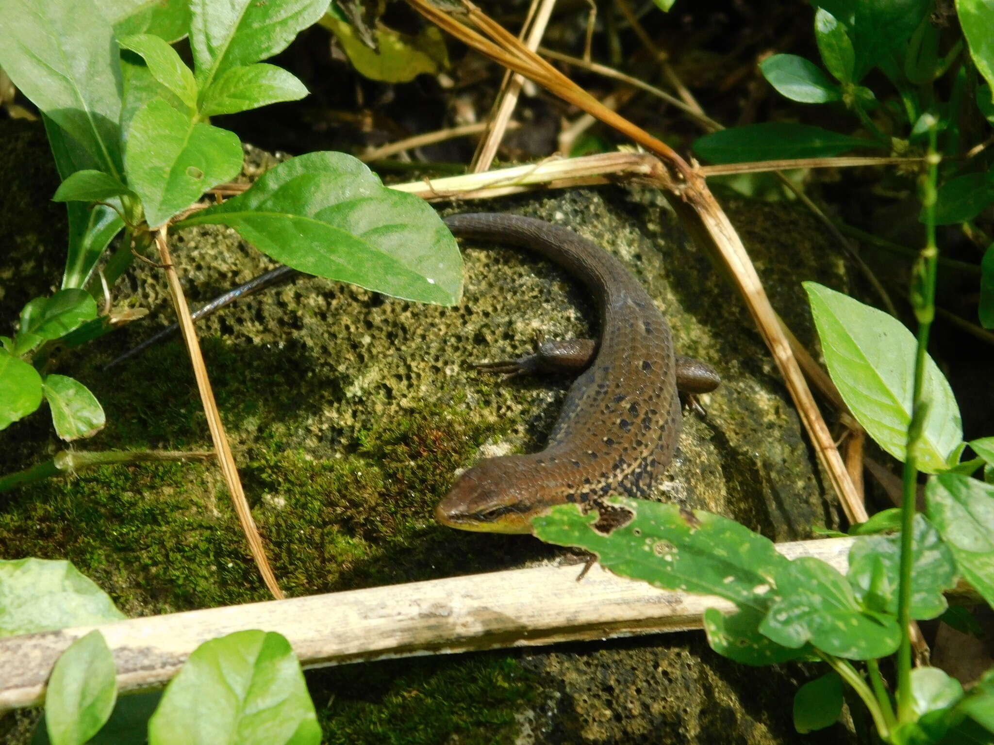 Image of Nicobar Island Skink