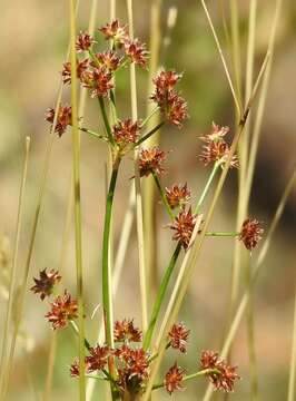 Слика од Juncus fontanesii Gay