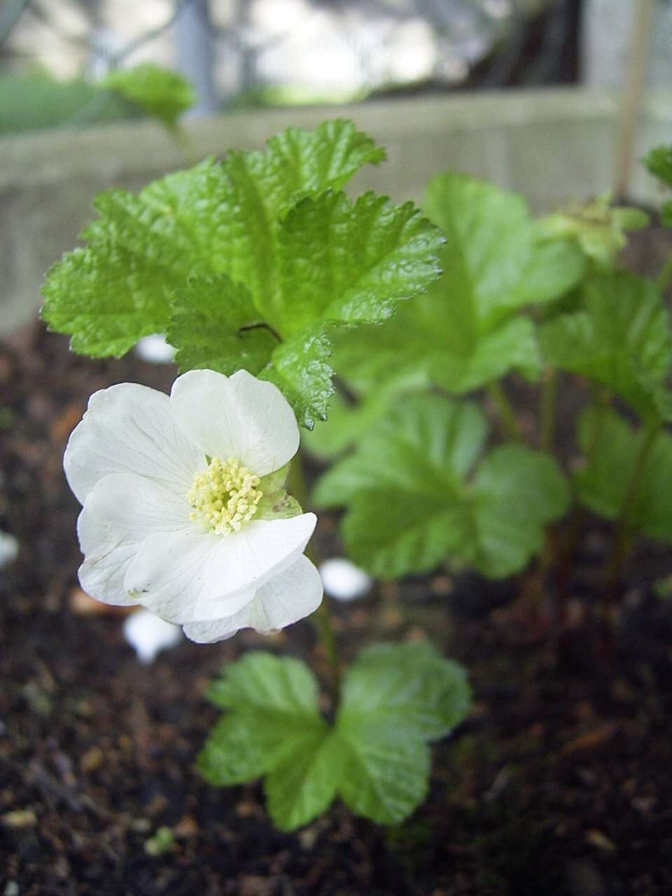 Image of cloudberry