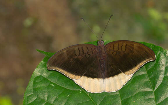 Image of Tanaecia lepidea Butler 1868