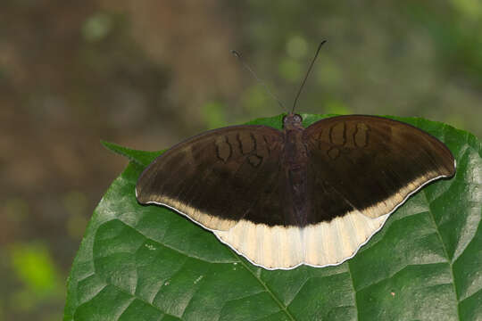 Image of Tanaecia lepidea Butler 1868