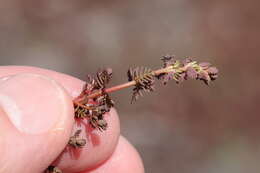 Image of Myriophyllum verrucosum Lindl.