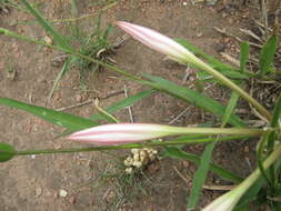 Image de Crinum lugardiae N. E. Br.