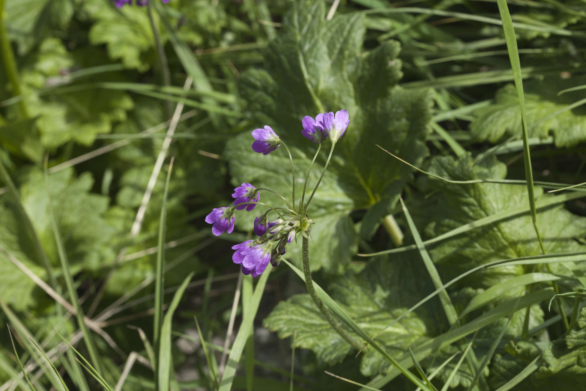 Image of Primula matthioli subsp. turkestanica (Losinsk.) Kovt.