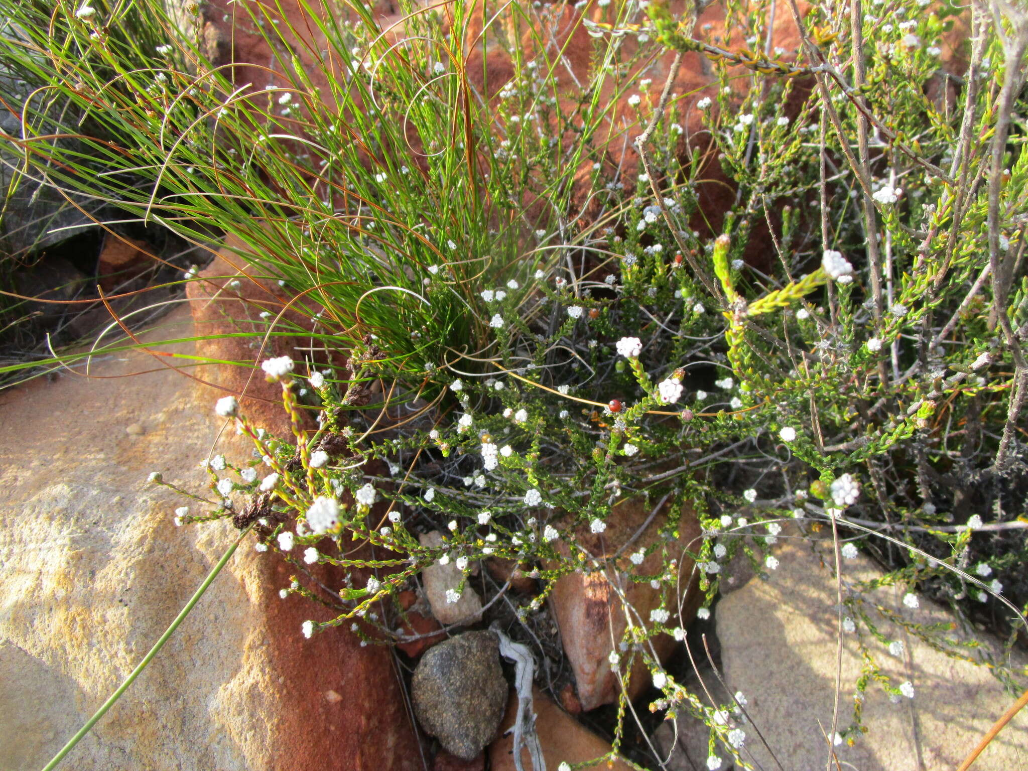 Image of Phylica lanata Pillans